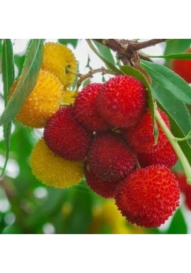 10 Adet Tohum Nadir Kırmızı Dağ Çilek Tohumu Dağ Çileği Tohumu Hediye Tohumlu