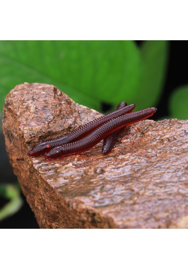 MSO Olta Balıkçılık Cezbedici Kokulu Silikon Solucan Yapay Yem