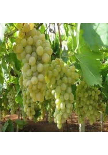 Bahçevilya Hatun Parmağı Üzümü Sarı Renkli Tüplü 1-2 Yaş Arası