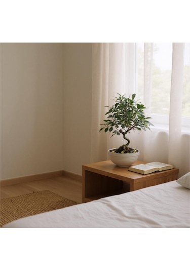 Bitkitürk-ithal Carmoni Bonsai Ofis Salon İç Mekan