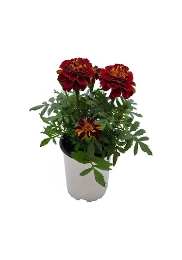 Sinek Böcek Kovucu Bitki Seti Lavanta+biberiye+çıtır Kadife Çiçeği 10-20cm Boylarında
