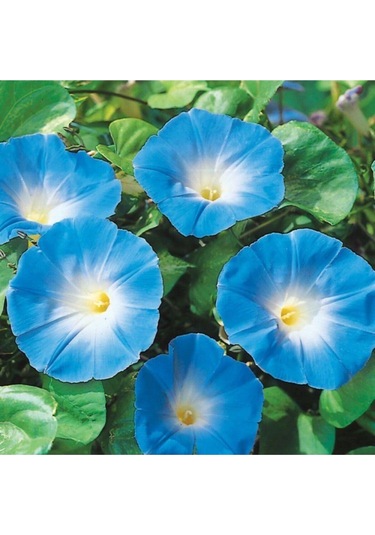 Sarmaşık Kahkaha Çiçeği Tohumu Çiçek Tohumu Çiçek 5 Tohum