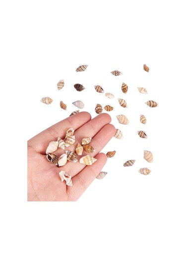 Suntek 1 Kutu Çok Çeşitli Doğal Kabuklu Kabukları Plaj Deniz