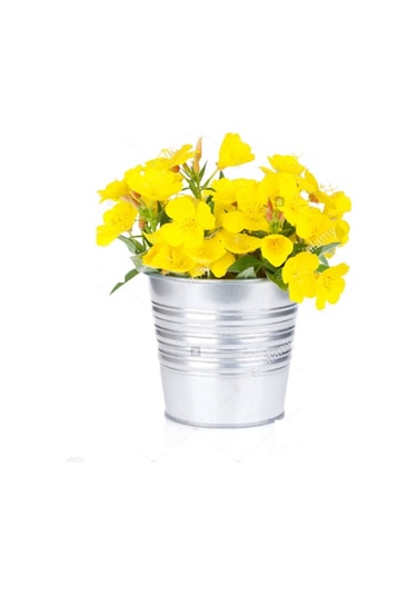 Eko Paket 125 Tohum Ezan Çiçeği Tohumu Çiçek Tohumu Gece Mumu