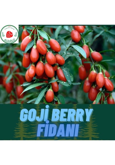 4 Adet Goji Berry