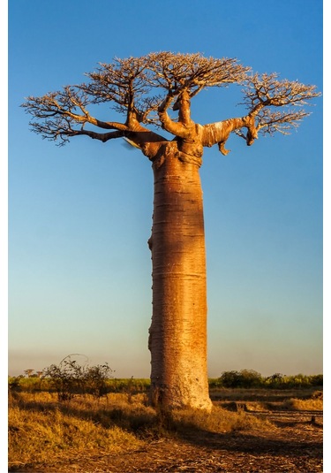 Baobab Yağı 20ml - %100 Saf Soğuk Sıkım Baobab Yağı 20 ML