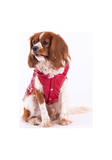 Pawstar Kırmızı Light Wave Anorak Yelek Köpek Yeleği