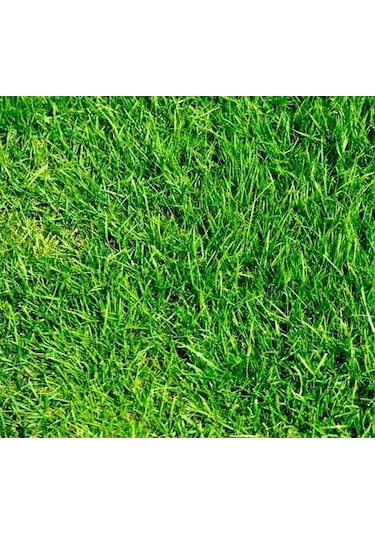İngiliz Çimi Lolium Perenne 10 Kg Çim Tohumu
