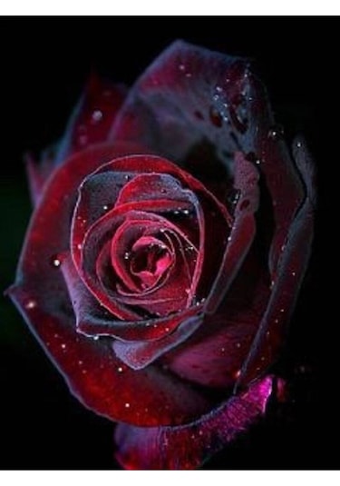5 Adet Red And Black Rose Gül Tohumu