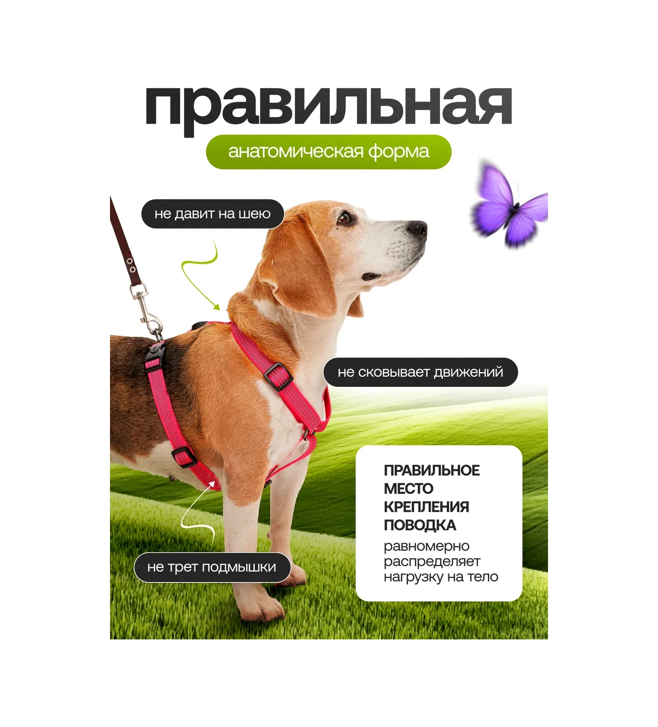 Petfort Köpekler İçin Anatomik Tasma 431184189