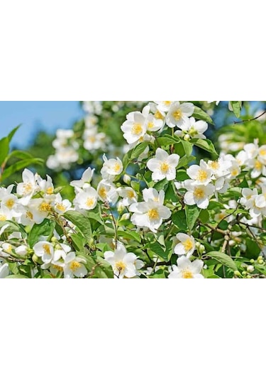 Filbahri Çiçeği Fidanı 30-50 Cm Tüplü 1-2 Yaş Arası