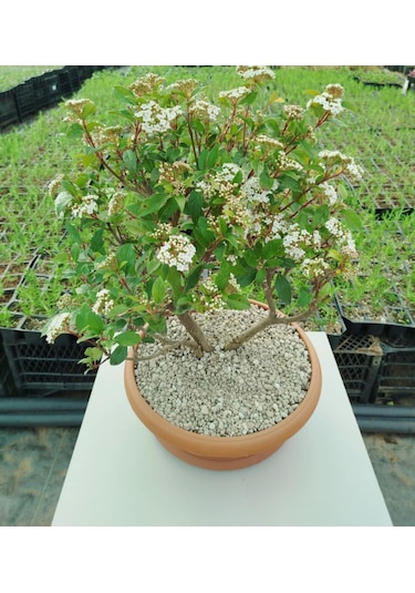 Bonsai Tinus Kartopu - Çiçek Açan Bonsai 7 Yaşında
