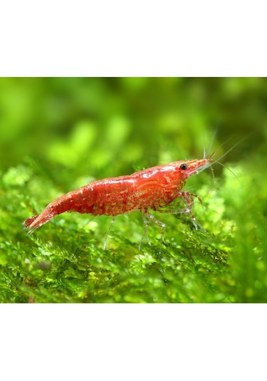 Kiraz Karides ( Neocardina Davidii ) 2 Adet