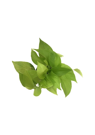 Epipremnum Aureum 'Neon' (Salon Sarmaşığı) Ø12 CM Y15-20 CM