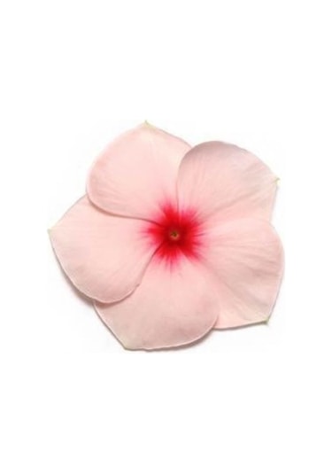 Vinca Rosea Pacifica Rozet Çiçeği F1 10 Adet Tohum