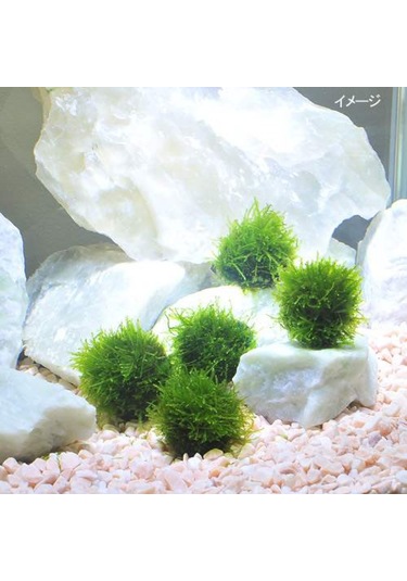 Y-moss "vantuzlu Topa Tutturulmuş Karides Yuvası / 47500