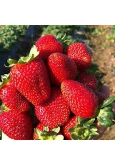 30 Adet Tohum Nadir İthal Organik Amerikan Çileği Tohumu Hediye T