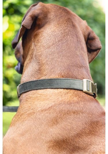 Beeztees Dbl Köpek Tasması, Kadife, Nefti, 48-70cm, 25mm Çok Renkli