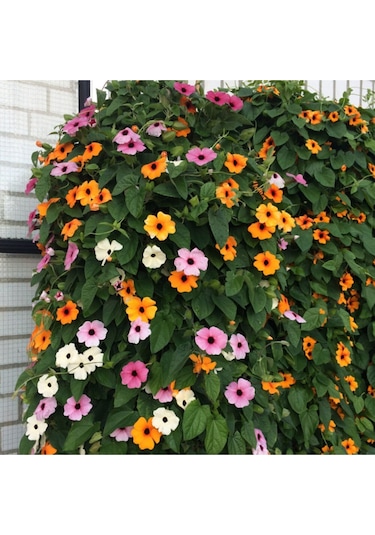 Karagözlü Suzan Sarmaşığı Tohumu Thunbergia Karagözlü Suzan Sarmaşığı 5 Tohum