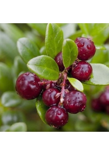 1-2 Yaşında Turna Yemişi Cranberry Fidanı Saksıda Dikime Hazır