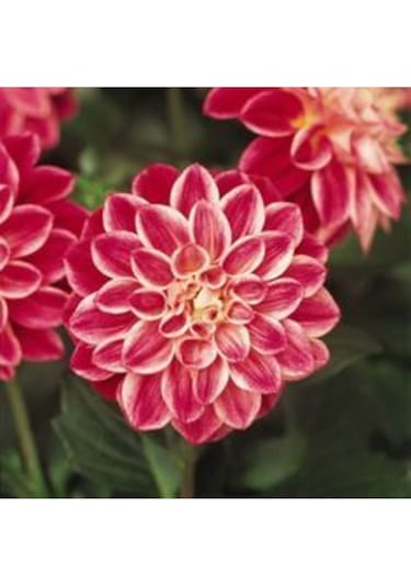 2 Adet Degade Dinnerplate Dahlia Yıldız Çiçek Soğanı - ADAFDN0217