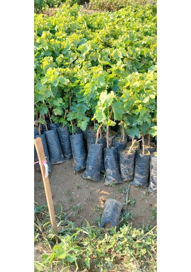 Sultaniye Çekirdeksiz İzmir Üzümü Asma Fidanı