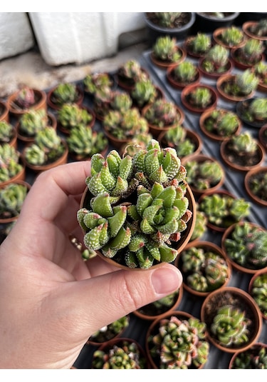 Haworthia Mini Bodur Tür 1 Adet