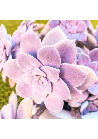 10 Adet Graptopetalum Pentandrum Succulent Tohumu