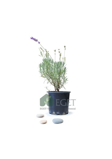 Saksıda Organik Lavanta Lavandula Angustifolia