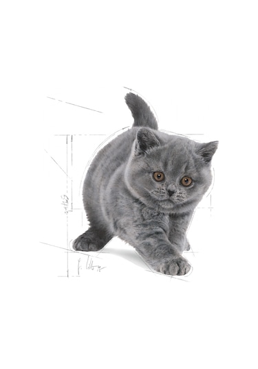 Royal Canin British Shorthair Yetişkin Kedi Maması 2 KG