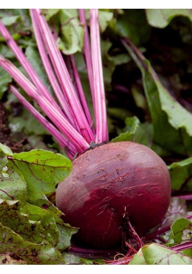 +100 Adet Kırmızı Pancar Tohumu