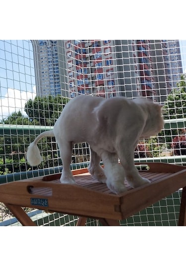 Nzl File Ambalaj Kuş Filesi - Kedi Filesi - Balkon Filesi - Kedi Ağı - 2 Cm Gözenekli - 1.5 Mm