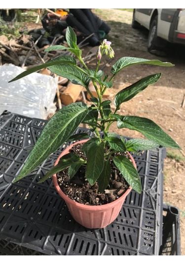 Saksılı Mini Boy Pepino Fidanı Fidesi 10-20 Cm