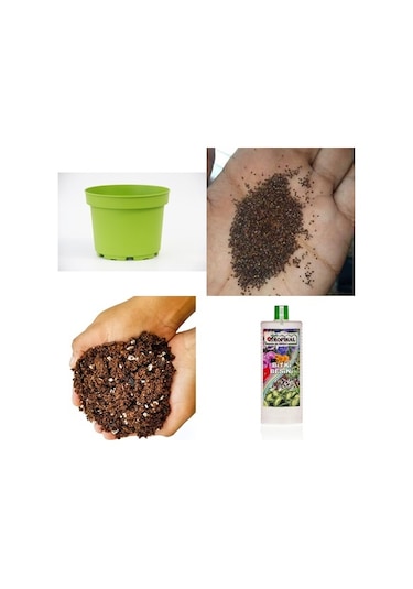 Fesleğen Ve Reyhan Yetiştirme Seti