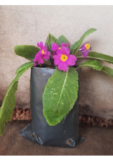 2 adet Canlı Çuha Çiçeği Primula - 5-15 Cm Boyunda, Dikime Hazı