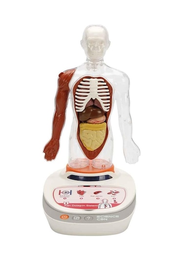 S00005280 Bilim Set İnsan Vücudu Modeli 23prç -sun
