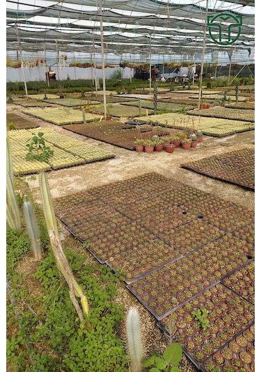 Echinofossulocactus Multicostatus Kaktüs 5.5 Cm Saksida