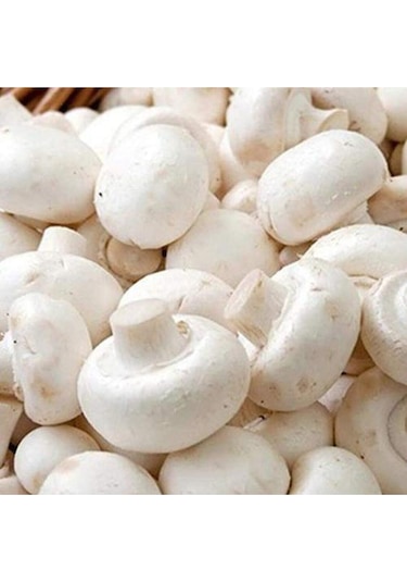 Eko Paket Kültür Mantarı Tohumu Beyaz Şapkalı Kültür Mantarı Tohumu 100 Tohumu +sürpriz Hediye Tohum