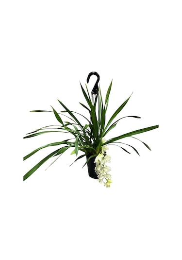 Cymbidium Cascade 'ıce' Simbidyum Orkide