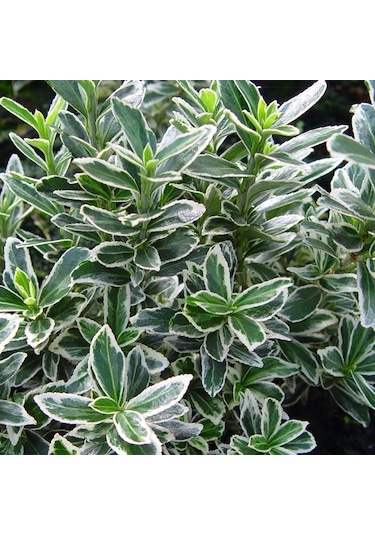 10 Adet Gümüş Taflan. Saksıda. Euonymus Japonicus Silver King