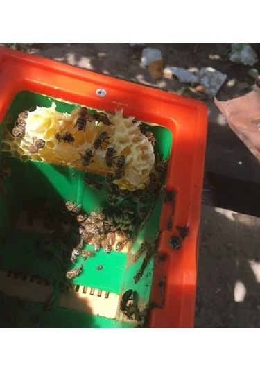 Plastik Ana Arı Çiftleştirme Kutusu 3 Çerçeveli 02500