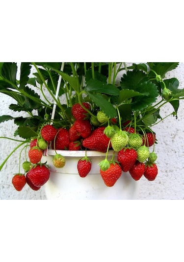 AGRodal Tarım Ata Tohumu Yerli Çilek Tohumu 100 Adet Tohum