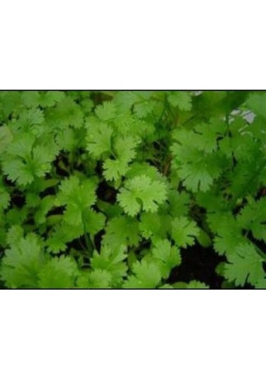 Kişniş Tohumu 50 Adet Tohum