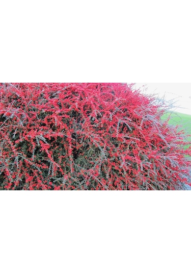 Cotoneaster Horizontalis - Yayılıcı Dağ Muşmulası