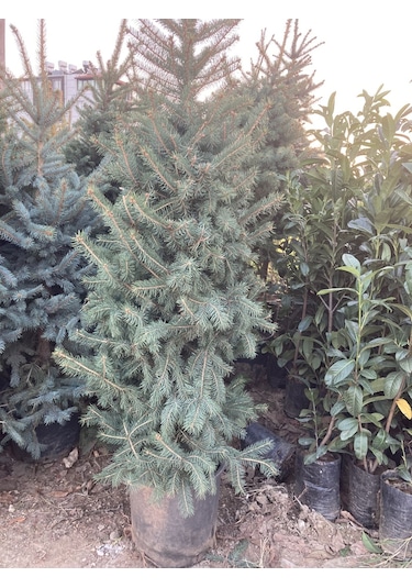 Mavi Ladin (Yılbaşı Çamı) Fidanı 160-200 CM