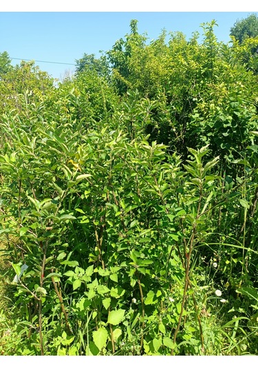 Yeşil Deniz Fidancılık Tüplü Yeşil Elma Fidanı 100-150 Cm