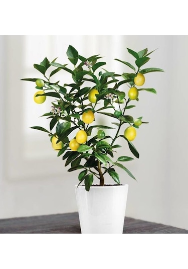 Bodur Bonsai Limon Ağacı Tohumu Yetiştirme Kiti