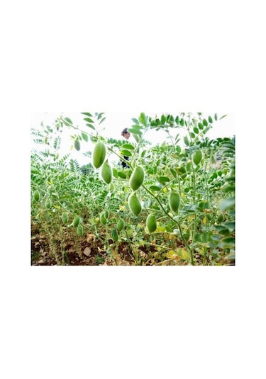 Eko Paket Nohut Tohumu Yeni Mahsül Geleneksel Nohut Tohumu 150 Adet Tohum