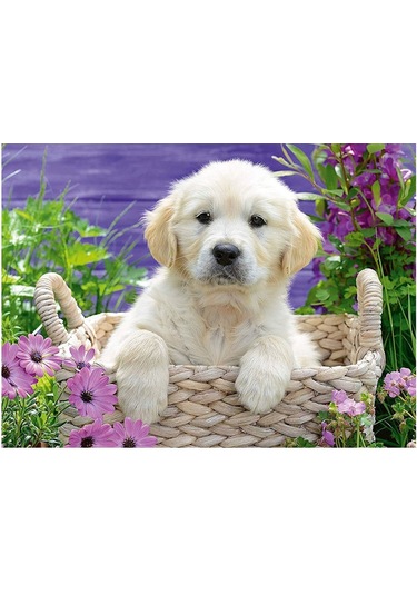 Ravensburger 500 Parça Puzzle Golden Retriever 148295