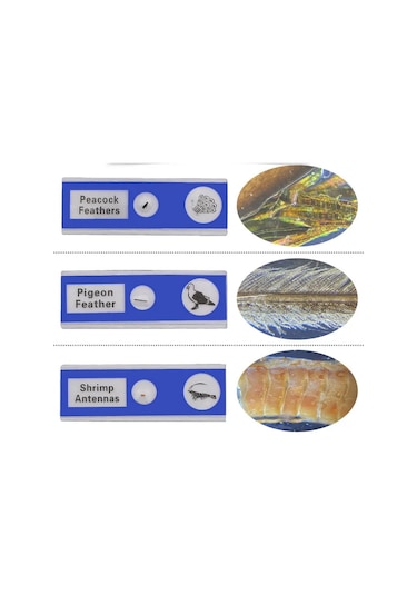 Ece Mikroskop Slayt Preparat Seti Başlangıç 12'li Hayvanlar